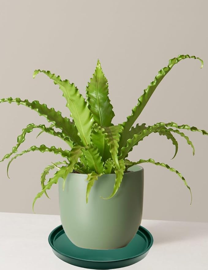 2 Pack Ceramic Plant Saucer Pot Tray 6 Inch, Planter Saucers 4 5 6 7 8 9 10 11 12 13 Inch for Indoors Outdoor, Durable Sturdy Flower Drainage drip Water Tray for Glazed Pots Base (6.4 Inch-Green)