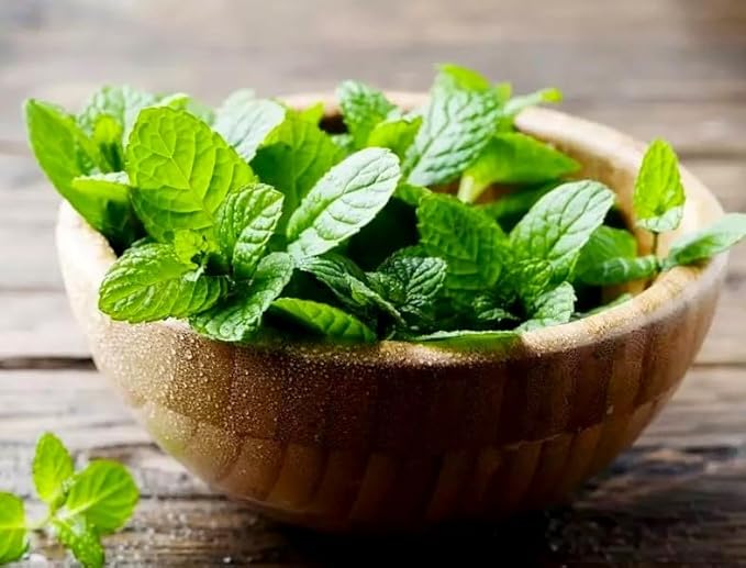 Peppermint Seeds 1000+ Seeds for Planting