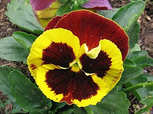 Seeds Cool Wave Fire Pansy Viola Flowers Annual