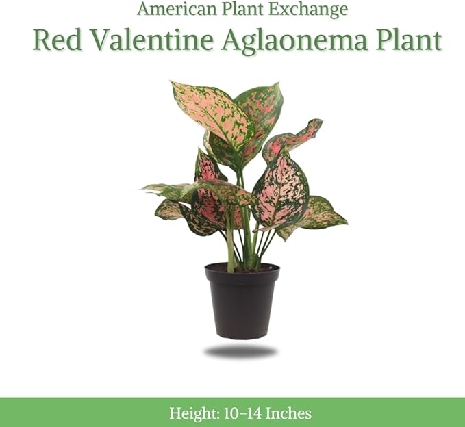 American Plant Exchange Aglaonema Hot Pink Wishes, 5-Inch Pot, Stunning Pink & Red Color, Small, Easy Care Live Plant for Home & Office