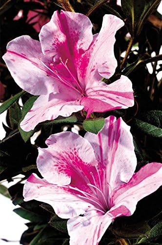 Azalea Encore Autumn Twist (Reblooming Azalea) Shrub, RB white/purple, #3 - Size Container
