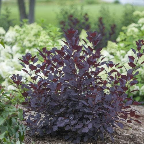 Green Promise Farms Cotinus cogg. Winecraft Black (Smokebush) Shrub, 3 Size Container, Pink Flowers