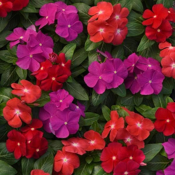 Outsidepride 100 Seeds Annual Vinca Periwinkle Pacifica XP Bold Ground Cover & Flower Seed Mix for Planting