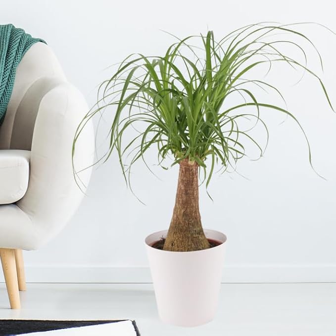 Elevate Your Nolina Garden with Gardenera's Organic Potting Mix - Tailored for Thriving Nolina Plants and Unique Structure - 2 Quart