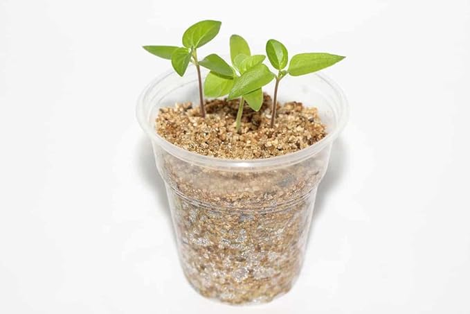 Gardenera's Horticultural Vermiculite for Healthy and Happy Plants - Lightweight, Non-Toxic and Perfect for Improved Soil Aeration - 20 QUART