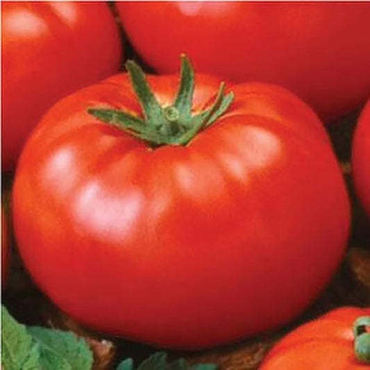 Ace 55 Tomato Seeds - Large Tomato - One of The Most Delicious Tomatoes for Home Growing,