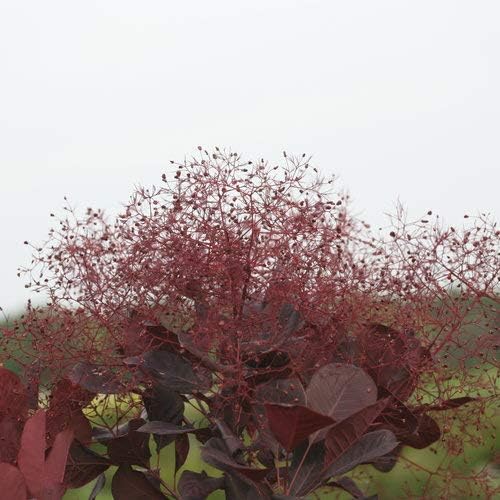 Green Promise Farms Cotinus cogg. Winecraft Black (Smokebush) Shrub, 3 Size Container, Pink Flowers