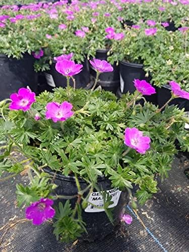 Geranium 'Max Frei' (Cranesbill) Perennial, pink flowers, 1 - Size Container