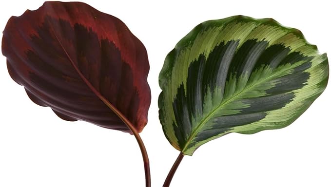 American Plant Exchange Calathea Medallion, Peacock, Live Prayer Plant, Small 4-Inch Pot, Air-Purifying Indoor Houseplant, Tropical Home Décor