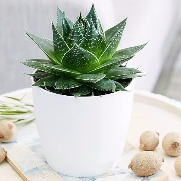 Houseplant Potting Mix 4qt, Fertilized, Perlite Soil for All Types of Indoor House Plants and Tropical Plant