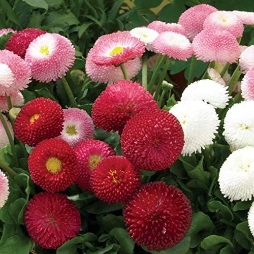 Seeds English Double Daisy Bellis perennis Mix - Perennial Flowers for Planting - GMO Free