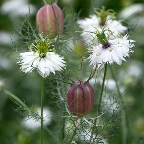 Outsidepride 1000 Seeds Annual Nigella White Love-in-a-Mist Flower Seeds for Planting