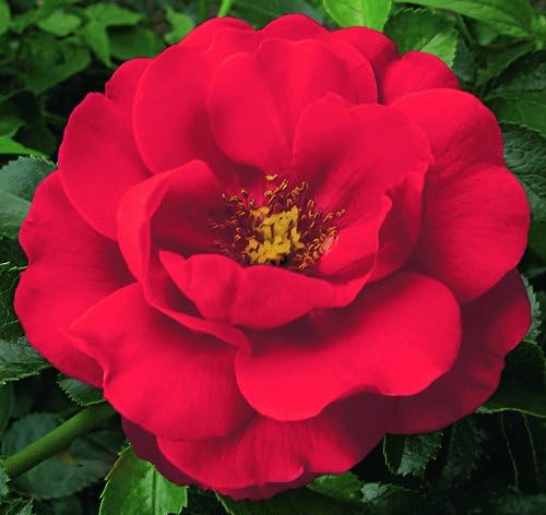 Green Promise Farms Rosa Carpet Scarlet` (Ground Cover) Rose, 2 Size Container, red flower