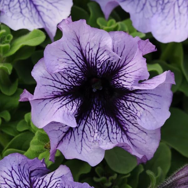 Rare Petunia Seeds for Planting - 250+ Beautiful Perennial Flowers Seeds Heirloom Vine, High Germination Rate Open Pollinated Seeds