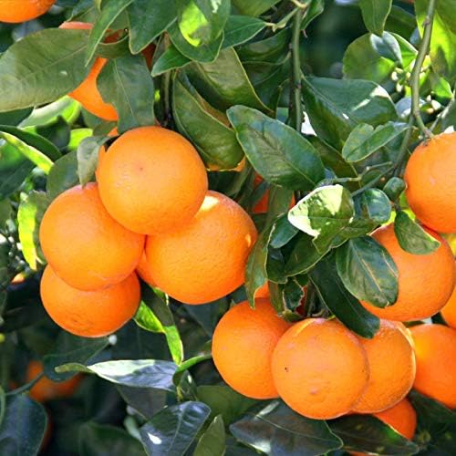 Gardenera's Tangerine Tree Planting Mix : The Perfect Soil Formula for Thriving, Healthy Citrus Fruits! - 5 Quart