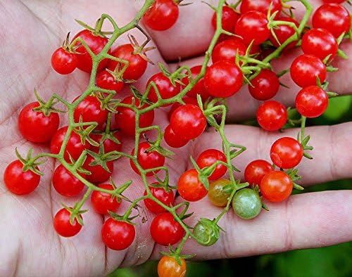 30 Sweet Pea Currant Tomato Seeds, Heirloom Non-GMO, Extra Sweet and Heavy-Yielding, Low Acid, Indeterminate, Open-Pollinated, Long Season, Super Delicious, from USA Lycopersicon esculentum