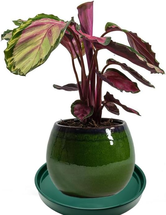 Ceramic Plant Saucer Pot Tray 10 Inch, Planter Saucers 4 5 6 7 8 9 10 11 12 13 Inch for Indoors Outdoor, Durable Sturdy Flower Drainage drip Water Tray for Glazed Pots Base (10.7 Inch-Green)