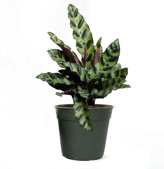 American Plant Exchange Calathea Rattlesnake, Lancifolia, Live Prayer Plant, Small 4-Inch Pot, Air-Purifying Indoor Houseplant, Tropical Home Décor