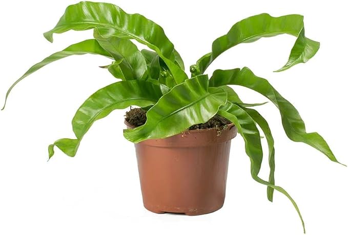 Hurricane Plant Planting Mix - Promotes Steady Growth and Lush Leaves - 10 Quart (2 Bags of 5 Quart)