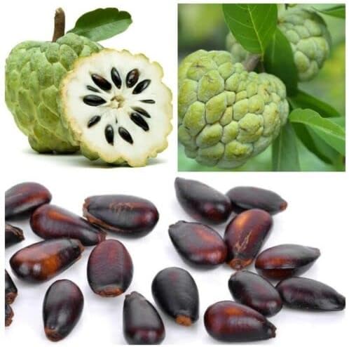 20 Sweetsop Graviola Guanabana Annona Muricata Fruit Tree Seeds Fresh Tropical Fruit