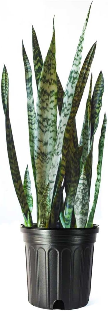 American Plant Exchange Snake Plant, Live Sansevieria Indoor Houseplant, Green Zeylanica, 10-Inch Pot, 2-3ft Tall, Easy Care, Low Light, Large Floor Houseplant for Home, Office & Garden
