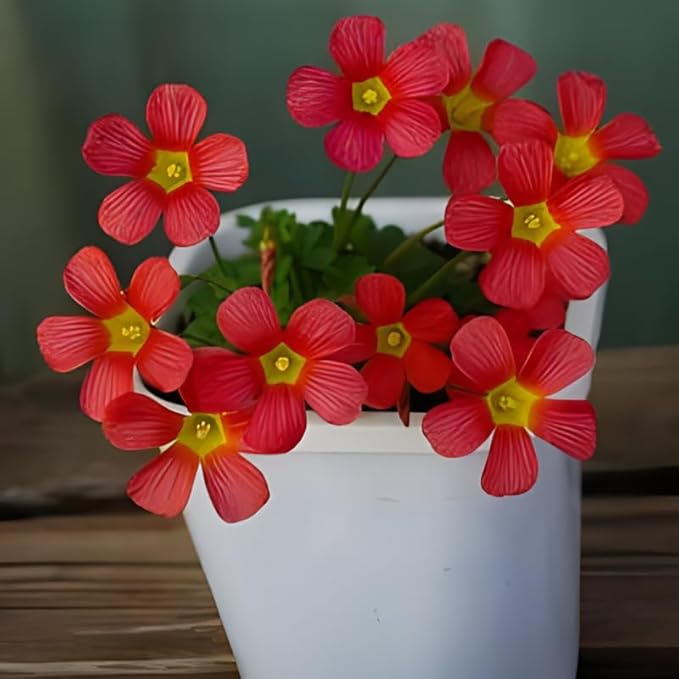 Oxalis Obtusa 'Sundisc' Jane - 5 Premium Bulbs, Red Flowers, Unique Houseplant