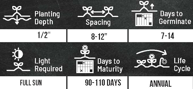 Sunflower Seeds for Planting - Grow Unique Sun Flowers in Your Garden - 25 Non GMO Heirloom Seeds - Full Planting Instructions for Easy to Grow Red Sun Sunflowers - Great Gardening Gifts (1 Packet)