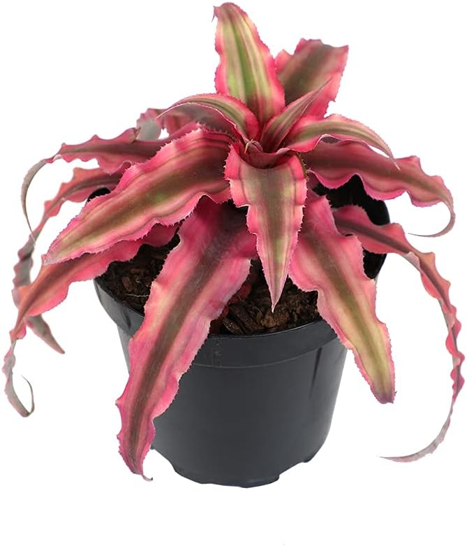 Live Cryptanthus Bromeliad Plant, Cryptanthus bivittatus Pink Star, Indoor Flowering Plant, Earth Star House Plant in Pot, Bromeliads Live Plants in Soil, Colorful Potted Houseplant by Plants for Pets