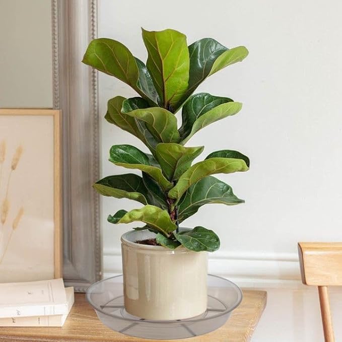 6 Pack Plant Saucer Drip Tray 11 12 inch, Pot Base for Plants Indoor, Heavy Sturdy Plastic Planter Flower Pot Saucers for Outdoor Garden, Plant Water Drip Trays for pots (12", Grey)