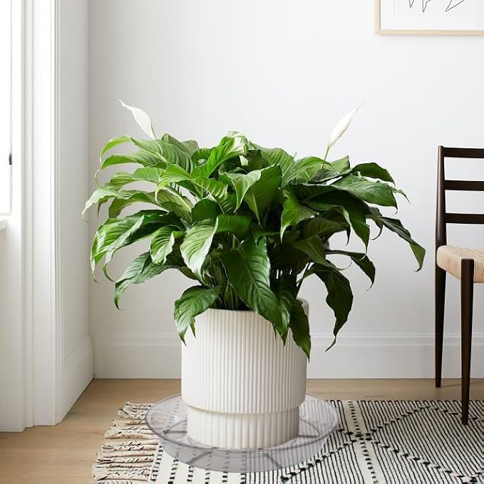 6 Pack Plant Saucer Drip Tray 11 12 inch, Pot Base for Plants Indoor, Heavy Sturdy Plastic Planter Flower Pot Saucers for Outdoor Garden, Plant Water Drip Trays for pots (12", Grey)