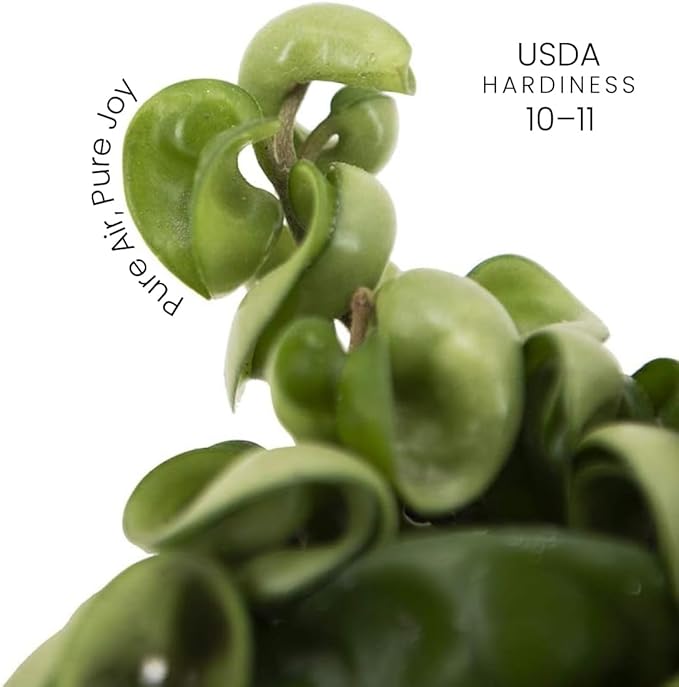 American Plant Exchange Live Hindu Rope Plant, Hoya Carnosa Compacta Plant, Krinkle Kurl Plant, Wax Plant, Plant Pot for Home and Garden Decor, 4" Pot