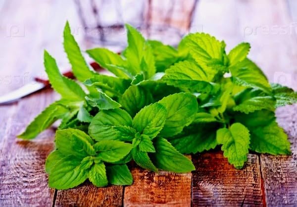 Peppermint Seeds 1000+ Seeds for Planting