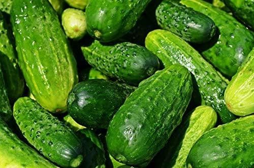 50 Straight Eight Cucumber Seeds - Heirloom Non-GMO USA Grown Vegetable Seeds for Planting - Pickling and Slicing Cucumber