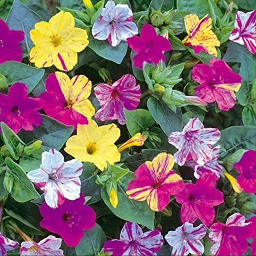 Seeds Four O'clock Marvel of Peru Mirabilis Mix Annual Non GMO Flowers for Planting