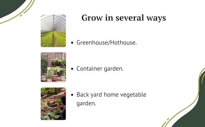 English Cucumber Seeds for Planting Outdoors Home Garden - Burpless Hothouse Cucumber Seeds