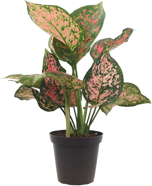 American Plant Exchange Aglaonema Hot Pink Wishes, 5-Inch Pot, Stunning Pink & Red Color, Small, Easy Care Live Plant for Home & Office