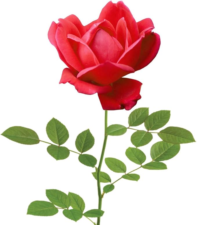 PERFECT PLANTS Double Red Knock Out Rose Live Plant, 3 Gallon, Includes Care Guide