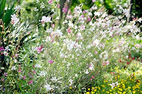100+ Gaura lindheimeri Flower Seeds White & Pink Gaura Whirling Butterflies Summer Breeze