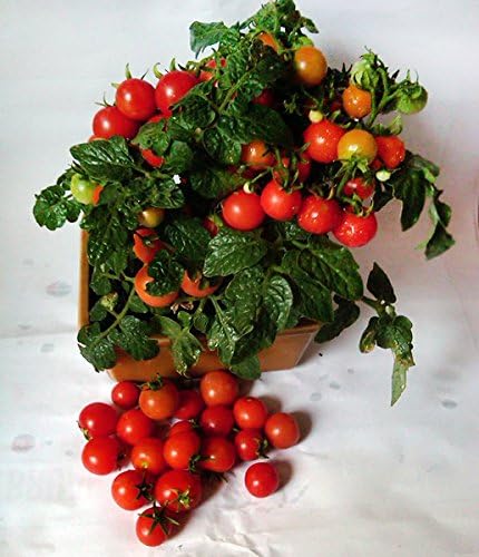 30 Dwarf Red Robin Tomato Seeds, Heirloom Non-GMO, Sweet, Low Acid, Determinate, Open-Pollinated, Delicious, Solanum lycoperscium, from USA