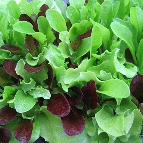 Bulk Organic Mesclun Mix Seeds (10 LB)