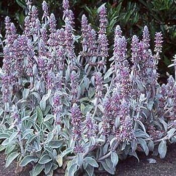 Outsidepride 1000 Seeds Perennial Stachys Byzantina Lamb's Ear Flower Seeds for Planting