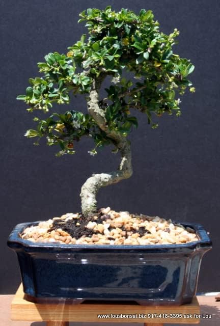 Brussel's Bonsai Live Fukien Tea Bonsai Tree - Large, 14 Year, 14 to 20 inches Tall - Indoor Bonsai Tree Live with Ceramic Bonsai Pot