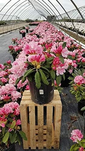 Green Promise Farms Rhododendron Yak. `Prince` Evergreen, 3 Size Container, Pink Flowers with Dark Pink Edge