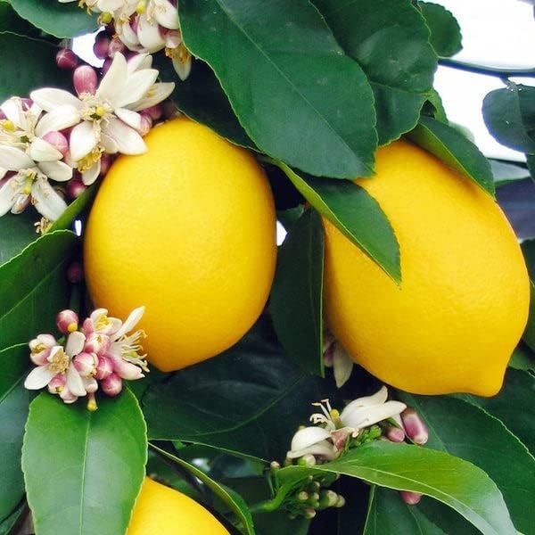 Gardenera's Expert Blend: The Best Soil Mix for Growing Lemon Trees [10 Quart Bag]