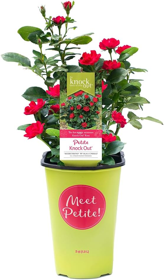 2 Quart Knock Out Rose Petite Shrub