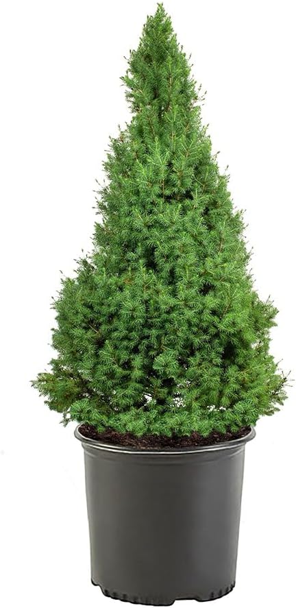 1 Gallon, Dwarf Alberta Spruce Shrub, Green