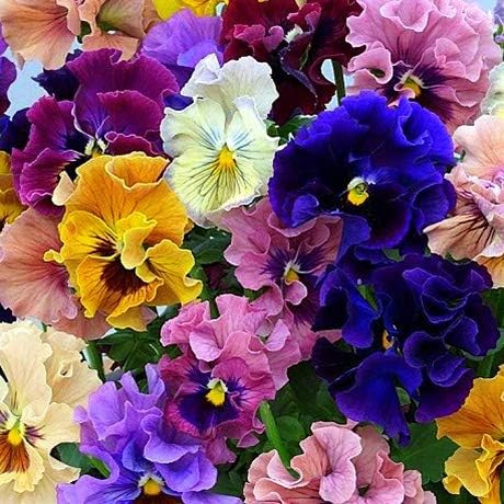 Ruffled Frilly Mixed Pansy Seed 40+ Seeds for Planting Frizzle Sizzle Flower