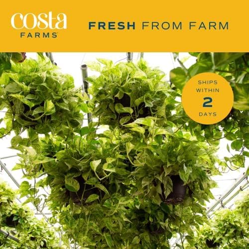 Costa Farms Golden Pothos Live Plant, Easy Care Indoor House Plant in Grower's Pot, Potting Soil, Great for Outdoor Hanging Planter or Basket, Housewarming Gift, Desk Decor, Room Decor, 10-Inches Tall