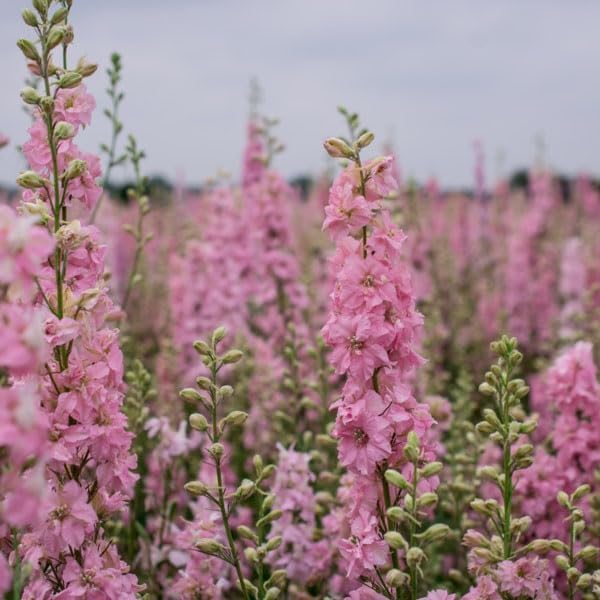 Outsidepride 2000 Seeds Delphinium Pink Larkspur Flower Seeds for Planting