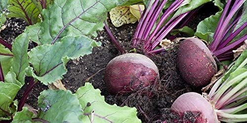 Super Absorbent Polymer Helps Plant Growth and Plant Establishment (45 Pounds)